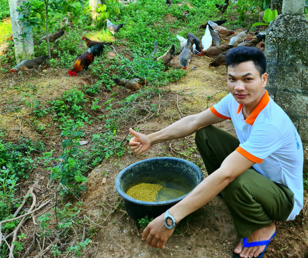 Anh cho biết loại gà này không lo đầu ra, giá bán luôn ở mức cao ngất.