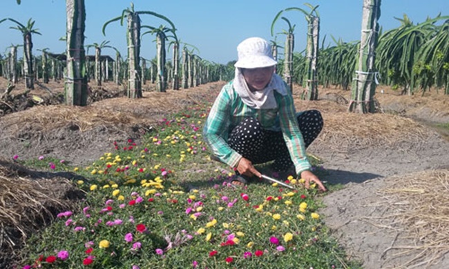 Hoa mười giờ mọc rất khỏe và không mất quá nhiều công chăm bón, chủ yếu chỉ cần một ít phân bón và tưới tắm đều đặn hàng ngày.
