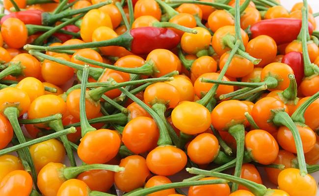 Ớt charapita - 1 loại gia vị đắt đỏ khác cũng đã được đem về trồng và phát triển giống ở Việt Nam từ 2012.
