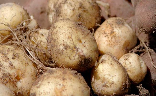 Theo các chuyên gia, khoai tây La Bonnotte đắt là vì chỉ được trồng duy nhất trên đảo Noirmoutier ở Pháp và cho thu hoạch khoảng 100 tấn mỗi năm.
