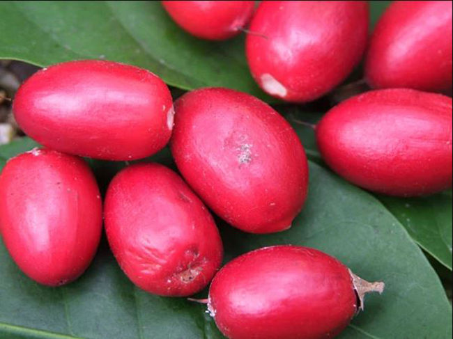 Ở Việt Nam, cây thần kỳ dễ dàng mua tại các cửa hàng bán cây cảnh với giá 200.000 đồng/cây non, còn quả thì được bán lẻ từ 1-2.000 đồng/quả.
