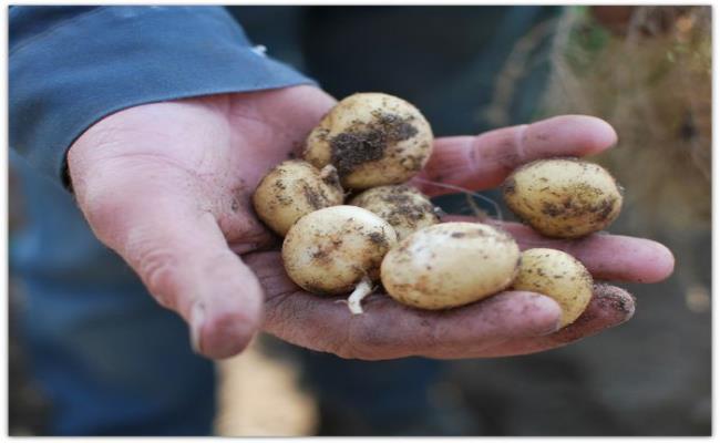 Vào mùa thu, người trồng thường trộn rong biển vào đất để bổ sung chất dinh dưỡng giúp khoai tây phát triển. Khoai Bonnotte rất dễ nát nên phải thu hoạch bằng tay.
