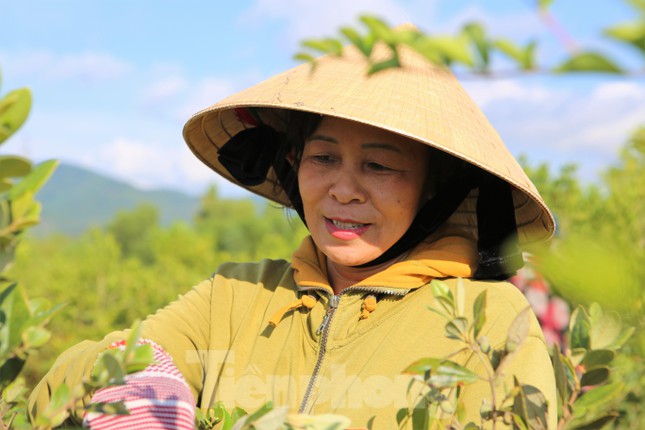 Bà Lê Thị Hoa (xóm Kim Long, xã Thạch Điền, huyện Thạch Hà) hơn 2 tuần nay lên rừng để hái sim. Một mùa sim bà Hoa thu nhập được vài triệu đồng.