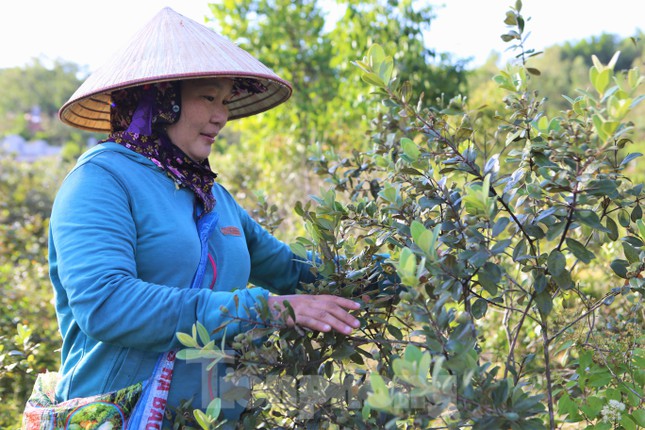 Chị Nguyễn Thị Thơm (trú xã Đồng Lộc, huyện Can Lộc) cho biết, sim chín rộ nhất khi thời tiết có mưa. Mấy ngày này nắng, sim chín bói, vị ngọt không đậm, hơi chát. Chị lên đồi hái sim từ đầu mùa đến nay, mỗi ngày thu hoạch được từ 4-5kg.