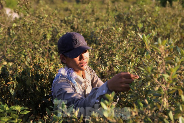 Sim mọc phổ biến ở các khu vực đồi núi thấp, hoa màu tím, khi quả chín có màu tím sẫm, vị ngọt chát, quả nhỏ, nhưng hạt nhiều.