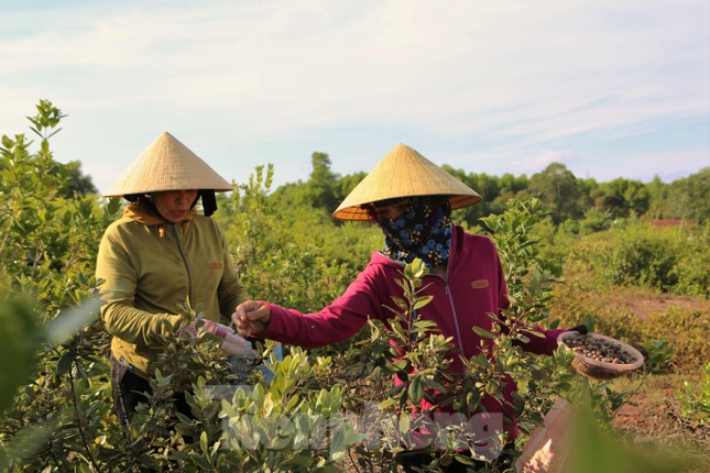 Đầu tháng 7 đến tháng 8 là vào mùa sim chín rộ. Những ngày này người dân Hà Tĩnh đổ xô lên các ngọn đồi ở xã Thạch Xuân, Thạch Ngọc, Thạch Tiến (huyện Thạch Hà); xã Đồng Lộc (Can Lộc) để hái.