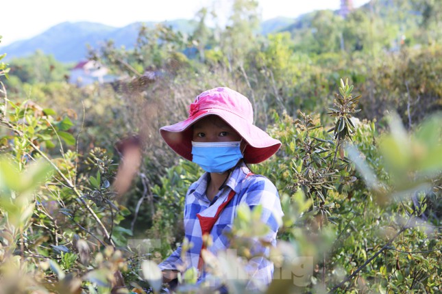 Hai tuần nay em Nguyễn Thị Khánh Ly (10 tuổi, trú xã Đồng Lộc, huyện Can Lộc) cùng mẹ lên đồi hái sim kiếm thêm thu nhập trong dịp nghỉ hè. Một ngày hai mẹ con hái được khoảng 5-8kg/ngày. Sau khi hái xong sẽ bán cho các tiểu thương với giá từ 17-25 ngàn đồng/kg tùy theo ngày.