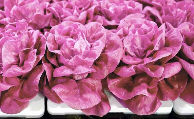 Rau diếp hồng là loại rau mới xuất hiện gần đây ở Việt Nam. Nếu như rau diếp thông thường có giá chỉ tầm 1 USD/kg (23 nghìn đồng) thì loại màu hồng này phải đắt gấp… 10 - 20 lần!
