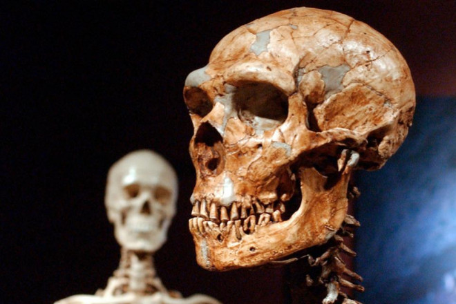 Hộp sọ người Neanderthal được phục dựng (phải) và hộp sọ người hiện đại được trưng bày tại Bảo tàng Lịch sử Tự nhiên ở New York - Mỹ. Ảnh: AP