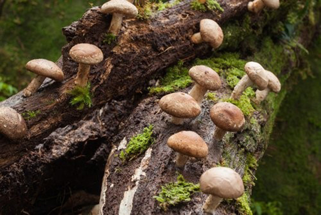 Nấm Shiitake thường mọc trên những thân cây cổ thụ lâu năm