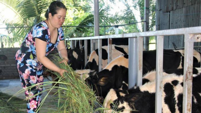 Người nuôi bò sữa ở Mỹ Xuyên. Ảnh: Vũ Phong