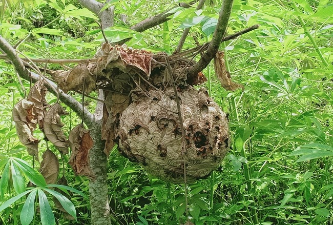 Nhờ nuôi ong, các loại cây ăn quả trong vườn nhà anh Cường cũng ít sâu bọ hơn.