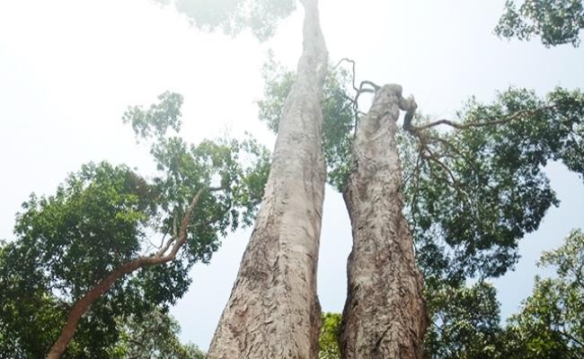 Tên tiếng Anh của cây ươi (cây đười ươi) là Scaphium macropodum. Giống cây này phân bố cả ở Việt Nam và nước ngoài. 
