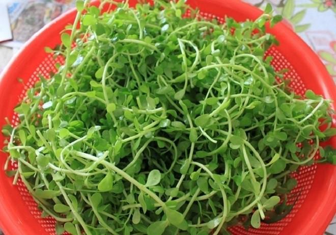 Có nhiều thời điểm, giá loại rau này lên đến 95.000 đồng/kg, đắt hơn cả thịt nhưng nhiều người chẳng tiếc tiền để mua cho bằng được.