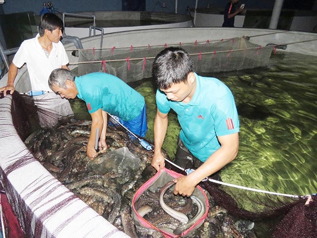 Loại cá này ở Việt Nam ít người biết, có nhiều nông dân nuôi, trong khi ở Nhật Bản lại có giá đắt đỏ.
