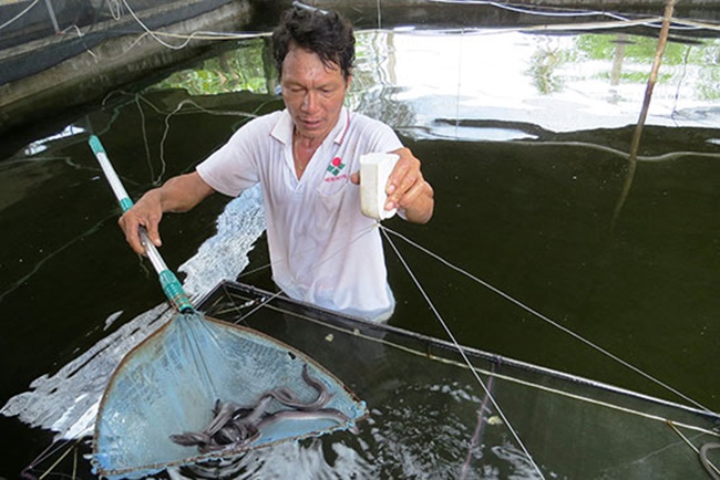 Cá chình có thể sinh sống ở môi trường nước mặn và nước ngọt. Chúng có hình dáng giống với những con lươn.
