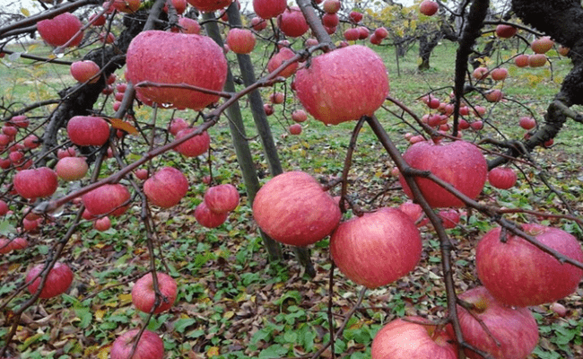 Loại táo này được phát minh vào năm 1974 tại Morioka, Iwate Prefecture. Táo Sekai được ưa chuộng vì kích thước lớn và hương vị thơm ngon.
