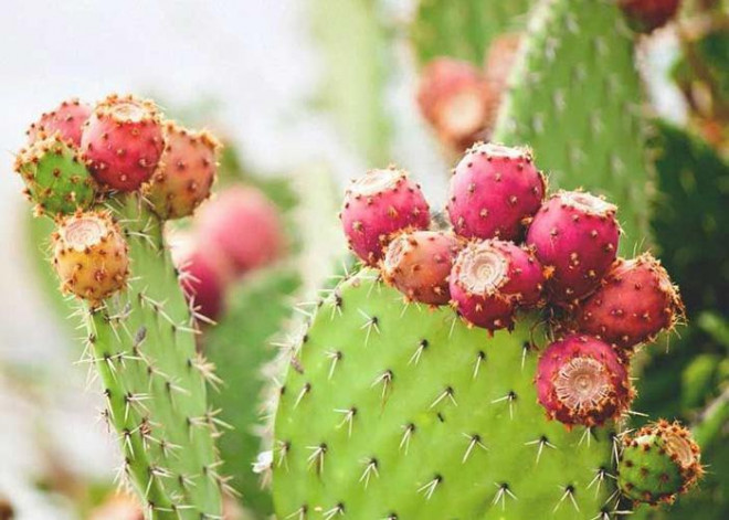 Trong tiếng Anh, quả xương rồng lê gai được gọi là "Nopal" hay "Prickly Pear Cactus", được mô tả có phần thịt mát, mềm, chua chua như kiwi nhưng nhạt hơn, có vị ngọt nhẹ na ná thanh long. Ngoài Việt Nam, chúng còn mọc ở miền Tây Nam nước Mỹ, Bắc Mexico, châu Phi, Ấn Độ, Trung Quốc…