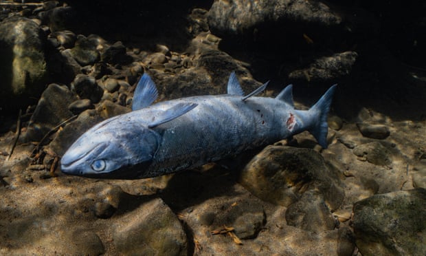 Một con cá hồi đỏ chết ở sông Columbia. Ảnh:&nbsp;Columbia Riverkeeper