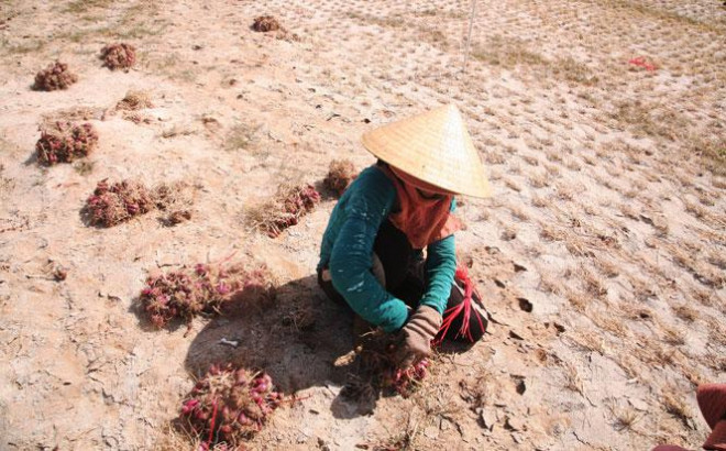 Thăm ''vương quốc hành tỏi'' Lý Sơn - 1