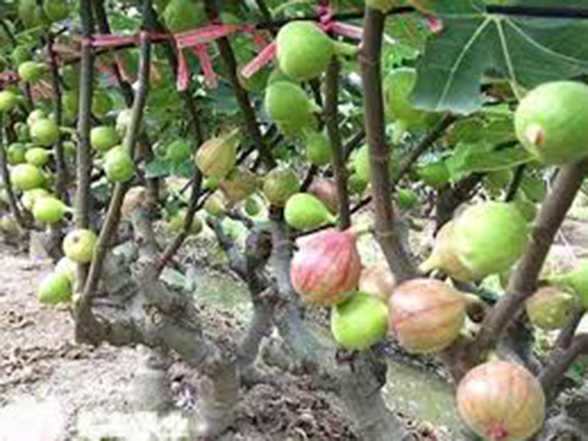 Ngoài chăm sóc sung Mỹ để thu hoạch trái, đối với những cây khỏe, phát triển tốt, ông Thiện chiết cành tạo cây giống và bán ra thị trường.
