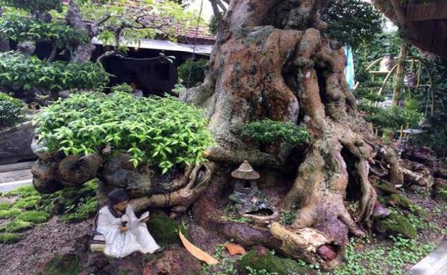 Được biết vào năm 2013, một vị đại gia tại Sài Gòn đã đề nghị anh Phát đổi cây lấy một chiếc Camry đời mới nhưng anh kiên quyết từ chối.
