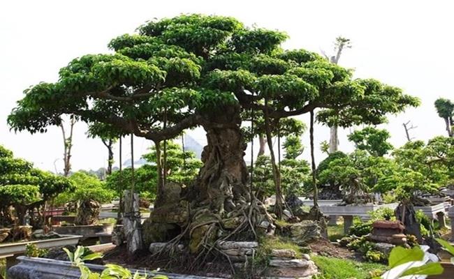 Cây sanh có tên “Tam đa” này của ông Nguyễn Công Khanh (Nam Định) cũng là một trong những cây cảnh quý hiếm ở Việt Nam, nó được định giá khoảng hơn 20 tỷ đồng.
