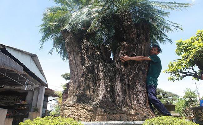 Ngoài cây tùng cổ của đại gia Bê Trầm, cây thiên tuế 600 tuổi trong khu vườn cổ của ông Lê Bá Huy cũng được liệt vào hàng cây cảnh quý ở Việt Nam. 
