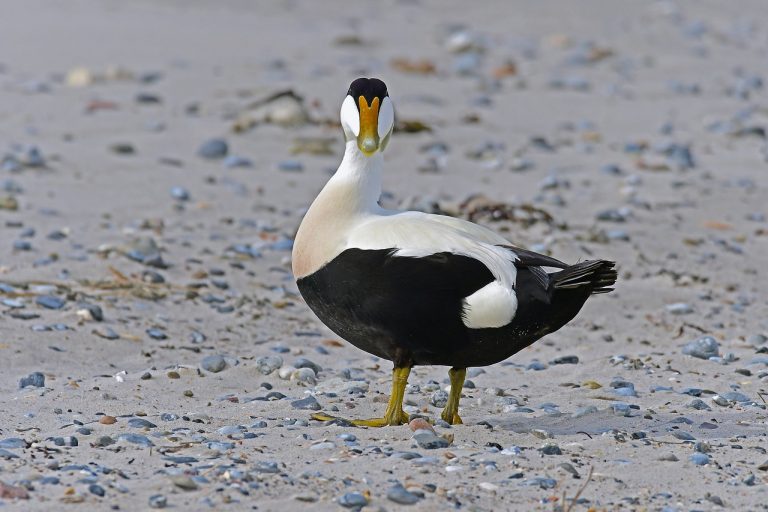 Loài vịt Eider (Nguồn: Oddycentral)