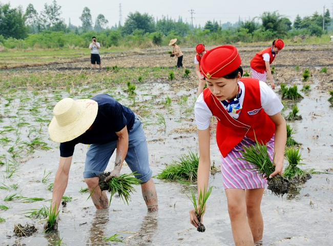 Một học viện hàng không đã cho các nữ tiếp viên thực hành cấy lúa ở&nbsp;Thành Đô, tỉnh Tứ Xuyên, Trung Quốc.
