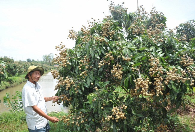 Nhiều hộ trồng nhãn cũng gặp khó vì giá giảm mỗi ngày