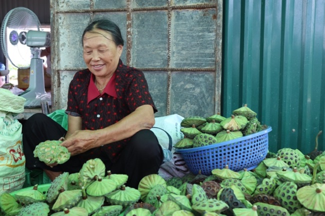 Mỗi vụ sen, tổ hợp tác sản xuất sen sạch của ông Tuân tạo công ăn việc làm cho khoảng 15 lao động địa phương.