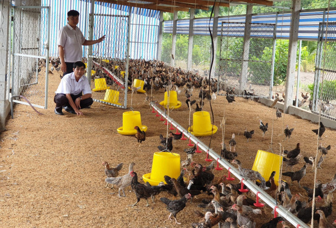 Người chăn nuôi gà tại các tỉnh phía Nam đang lao đao vì không có kênh tiêu thụ khiến giá cả xuống thấp, thua lỗ nặng nề.
