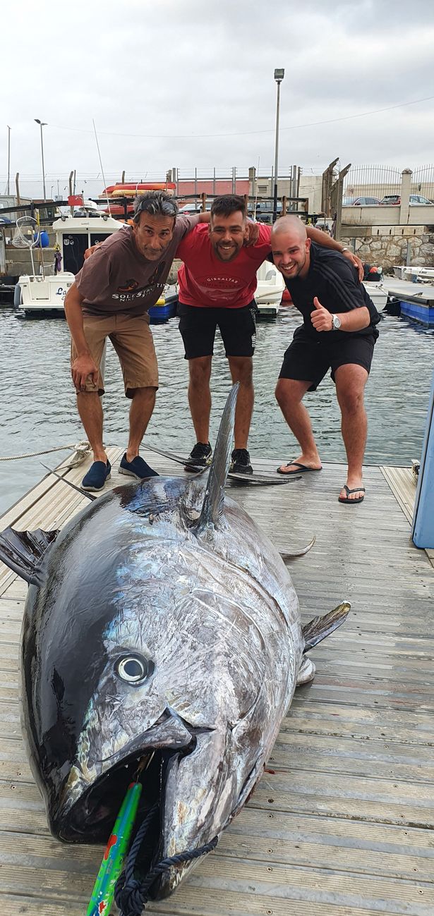 Con cá ngừ vây xanh nặng 328 kg, dài gần 3 mét. Ảnh:&nbsp;Triangle News