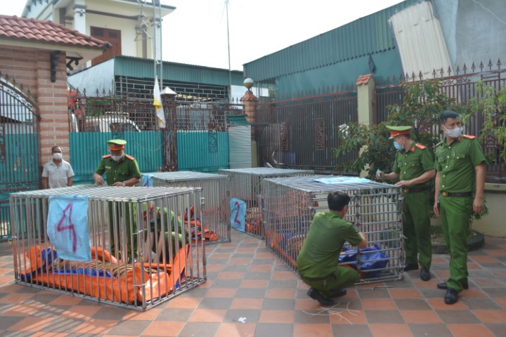 Công an Nghệ An phối hợp kiểm tra cơ sở nuôi nhốt động vật hoang dã trái phép của Nguyễn Văn Hiền và Hồ Thị Thanh ở xóm Nam Vực, xã Đô Thành, huyện Yên Thành, thu giữ nhiều cá thể hổ trưởng thành.