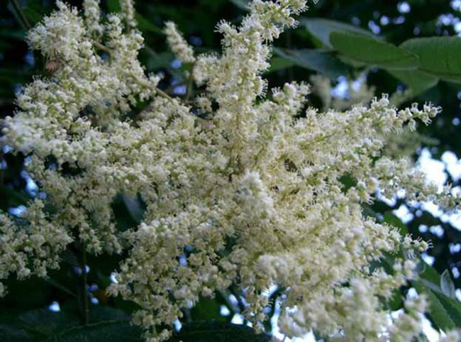Cây muối rừng còn được gọi là cây muối trắng vì nó nở hoa màu trắng, mọc hoang dại trong rừng, là loại cây thân gỗ, cao 2-8m.
