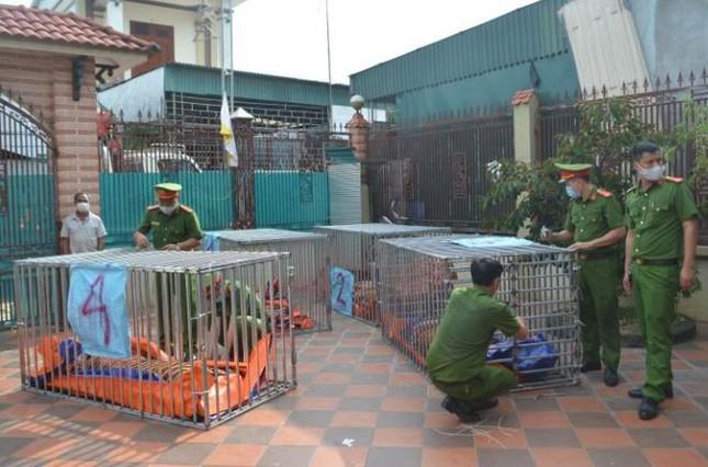 Hổ sau gây mê được cho vào lồng sắt và đưa đến khu sinh thái. Tuy nhiên 8/17 con hổ đã chết chưa rõ nguyên nhân