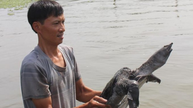 Nhìn bên ngoài như 'thuỷ quái', kích thước lớn, mấy năm nay đây là loài mang lại thu nhập khá cho bà con.
