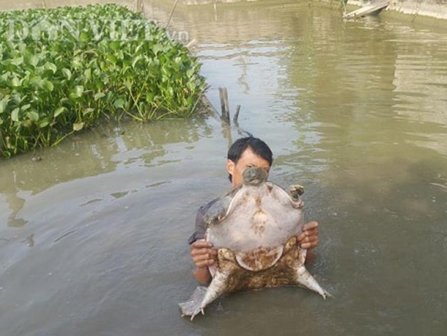 Ba ba gai được đánh giá là con đặc sản hiền lành, dễ nuôi, hợp với khí hậu lạnh mùa đông ở miền Bắc.
