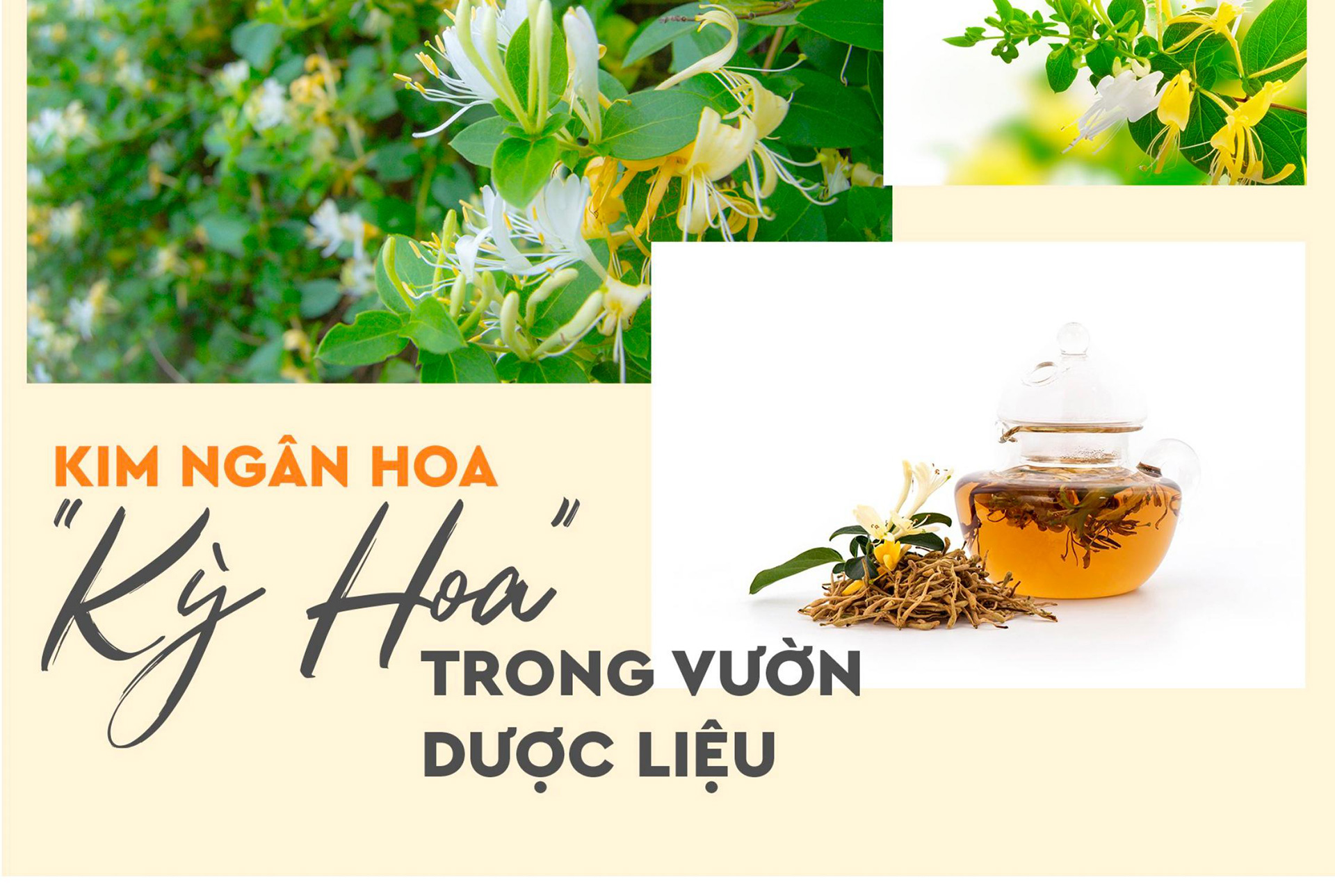 Nâng cao đề kháng trong mùa dịch bằng trà từ dược liệu quý - 3