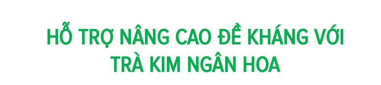 Nâng cao đề kháng trong mùa dịch bằng trà từ dược liệu quý - 4