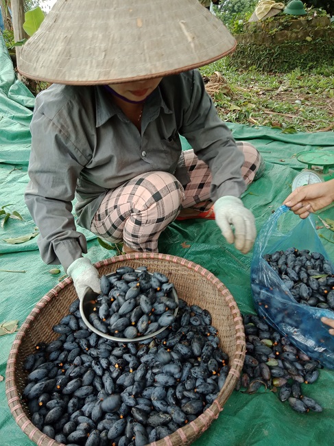 Mỗi gia đình trồng trám đen tại xã Hoàng Vân có thể thu về hàng chục triệu đến hàng trăm triệu đồng/vụ.