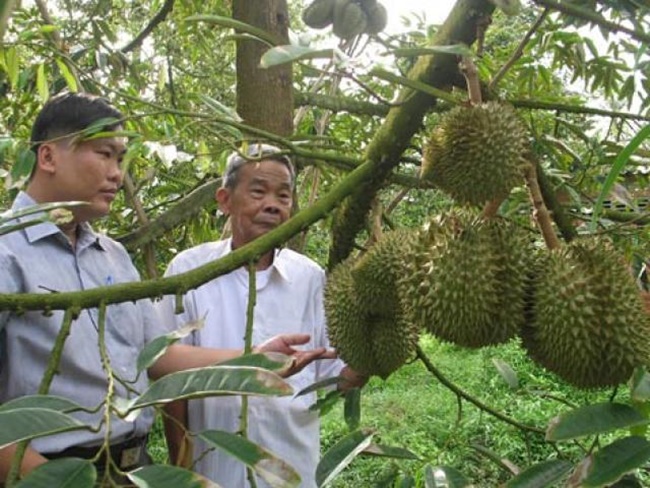 Đặc điểm nổi bật của sầu riêng Ri6 là khi trái non sẽ có hình dạng&nbsp;thuôn tròn, da xanh, các gai nhỏ và khít.
