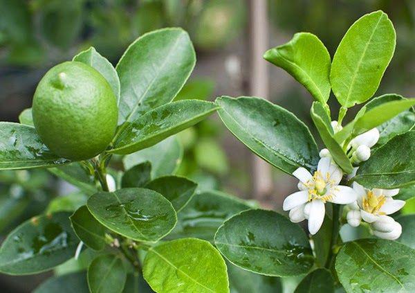 Hoa chanh có đường kính 2,5 cm (1 inch), màu trắng ngả sang màu vàng, có gân màu tím nhạt. Cây đơm hoa kết trái quanh năm nhưng ra quả nhiều nhất từ tháng 5 tới tháng 9. Trái chín sau từ 5 tới 6 tháng khi hoa nở.