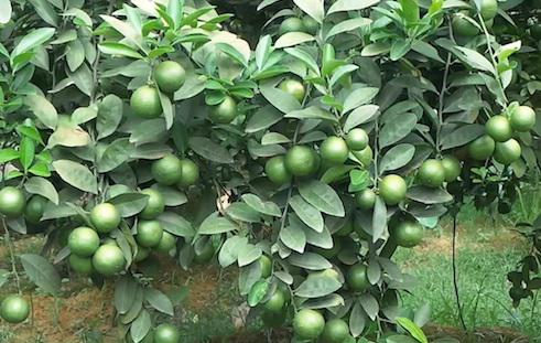 Chanh ta vốn được định hình tại Việt Nam là loài cây bụi, thân cây hiếm khi mọc thẳng mà tỏa nhiều nhánh từ nơi gần gốc. Lá hình trứng, dài 2,5 – 9 cm (1–3,5 inch), nhìn giống lá cam (cái tên khoa học aurantifolia nhằm ám chỉ lá của cây này giống lá cam - C. aurantium).