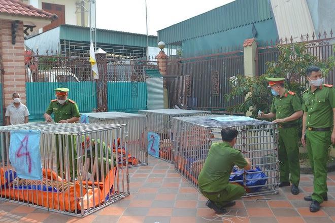 Lực lượng công an thu giữ nhiều con hổ lớn còn sống ở xã Đô Thành
