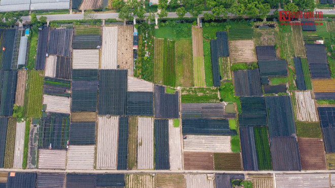 Tuy nhiên, TP. Hà Nội hiện nay đang áp dụng giãn cách xã hội toàn thành phố để phòng, chống dịch Covid-19, điều này khiến cho vựa hoa nơi đây rơi vào tình thế bán không được, giữ cũng không xong.