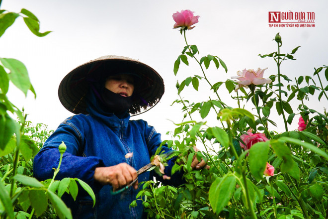 Nhiều người phải cắt bỏ hoa để kịp vụ sau, số khác thì bỏ hoang ruộng.&nbsp;Theo chia sẻ của chị Hà (người trồng hoa nơi đây) cho biết, những năm trước, đây là thời điểm tất bật thu hoạch hàng nghìn bông hoa hồng để mang đi tiêu thụ, thì năm nay cả gia đình chị lại phải cắt bỏ cả ruộng hoa do không tiêu thụ được.&nbsp;