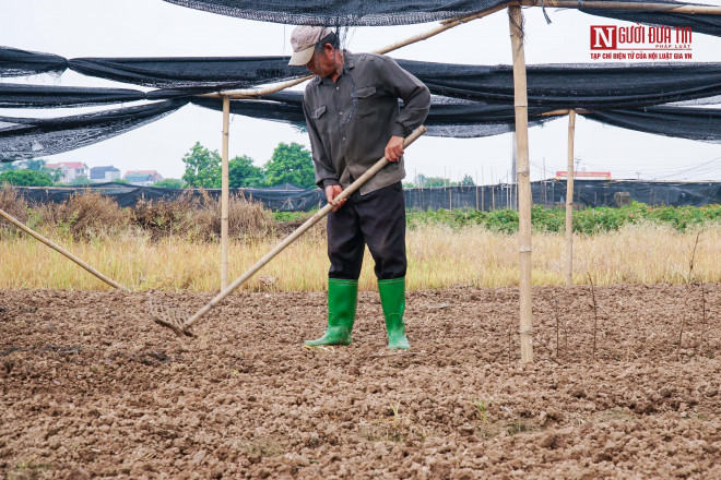 Trước đây nếu khó tiêu thụ, người trồng hoa sẽ thu hoạch hoa rồi cho vào kho lạnh để bảo quản, nhưng năm nay do việc buôn bán không thuận lợi nên người dân cũng không đủ kinh phí để duy trì kho lạnh.