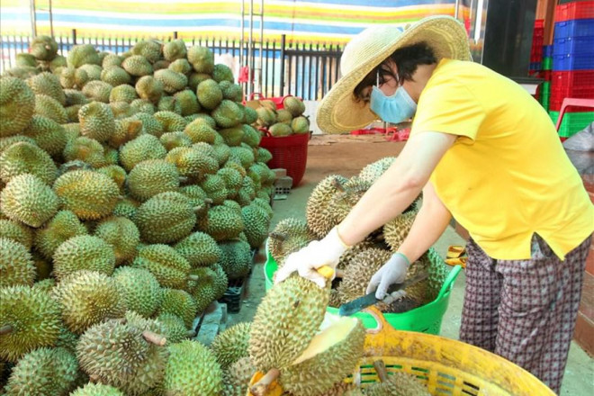 Đang vào vụ thu hoạch nhưng ảnh hưởng COVID-19 khiến hàng trăm tấn sầu riêng chưa tìm được đầu ra. Ảnh: Lao Động